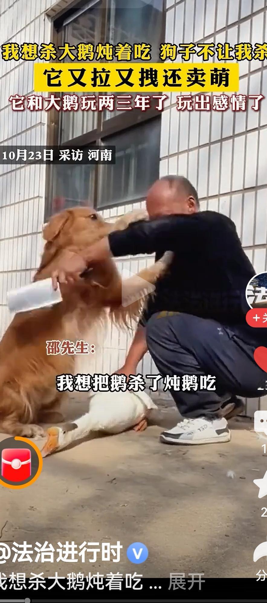 动物皆有灵性，狗的灵性在家养的动物中可谓最强。河南邵先生要杀家里的大鹅，这只鹅和