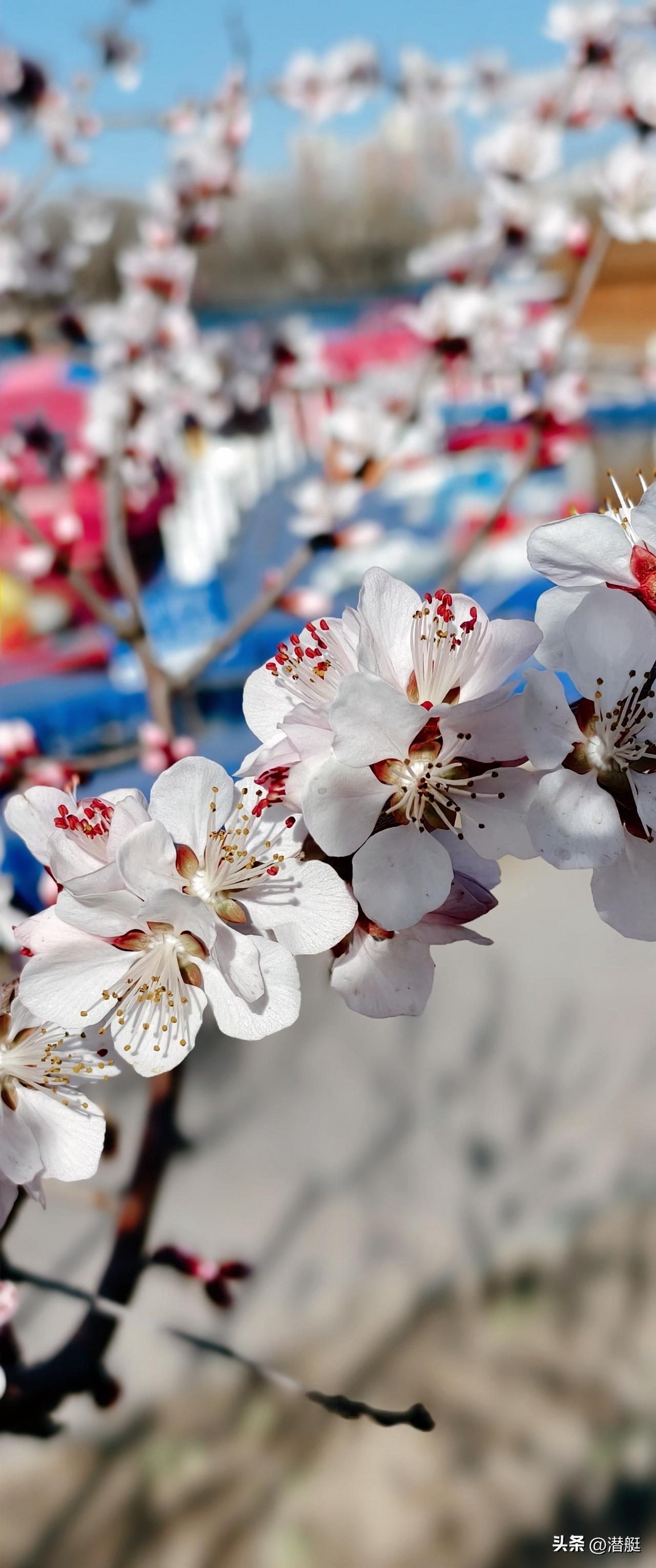 随手拍美丽花朵。玉兰花、山桃花开了，花美白花似玉，花香四溢，粉色花更艳更美！