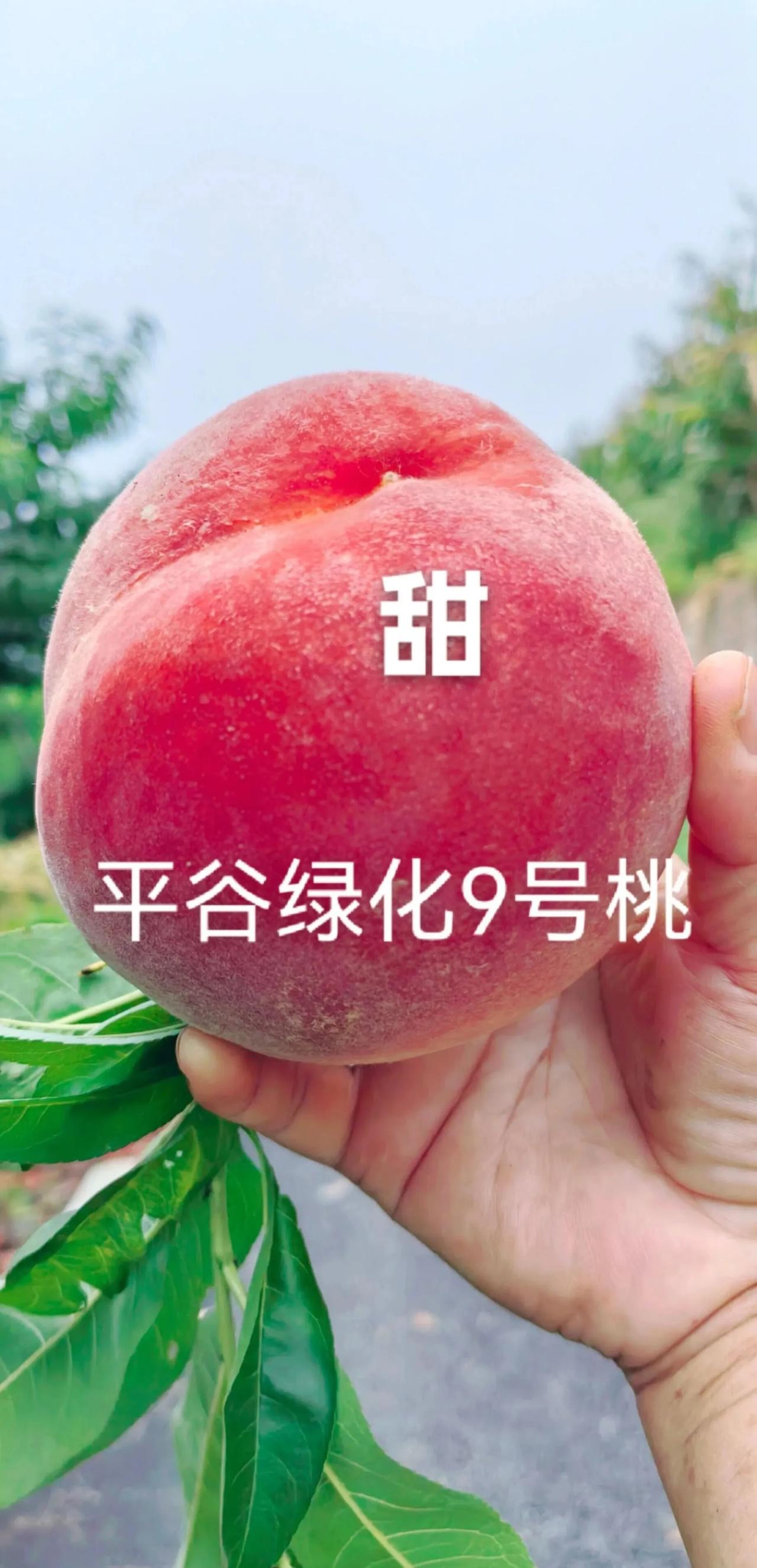 平谷绿化九熟了
平谷的“绿化九”水蜜桃已成熟上市，果面鲜红、果肉软糯多汁，是当地