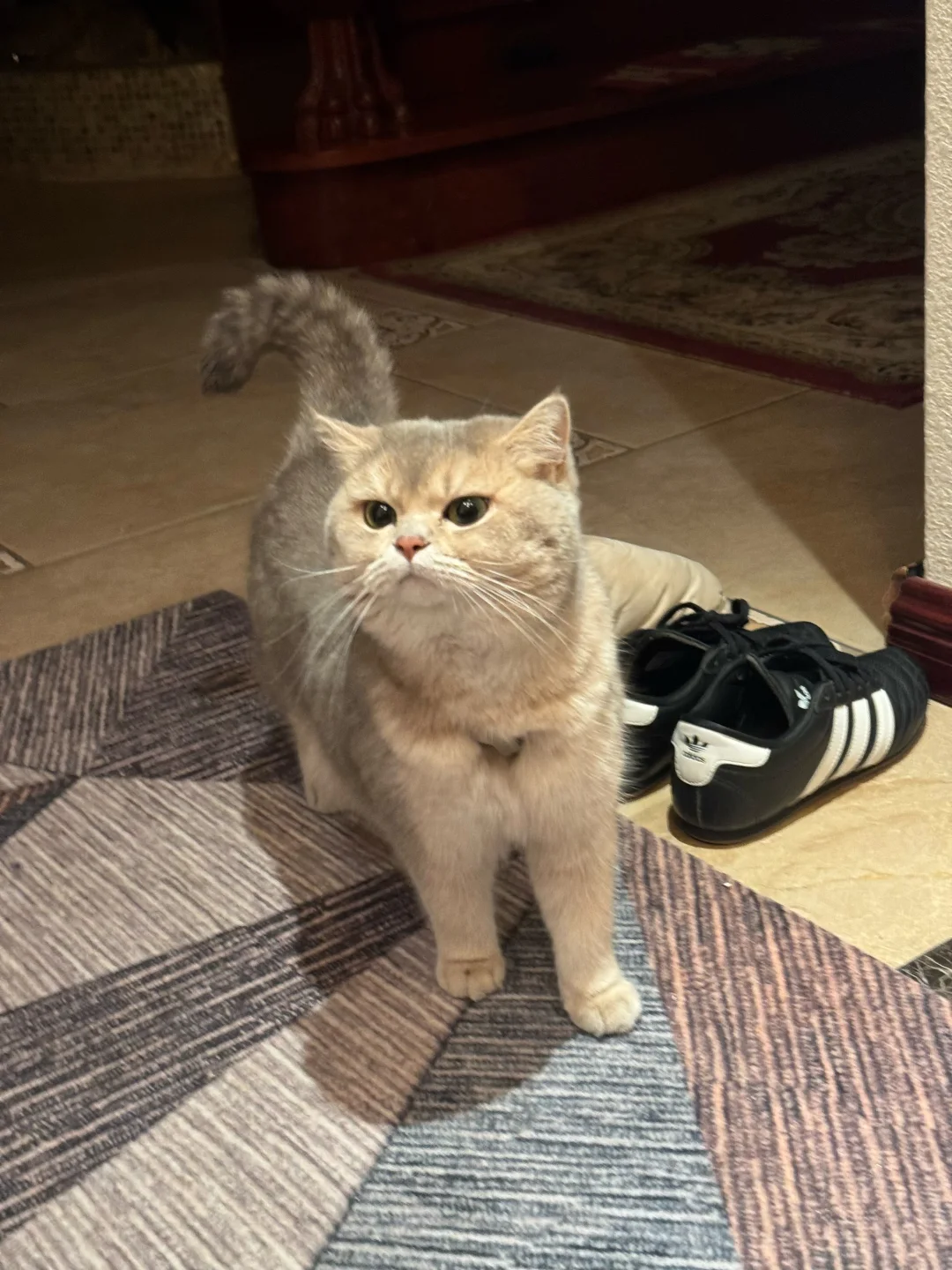 朋友拍的傲娇小猫