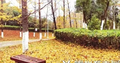 观山湖公园铺上金色“地毯”