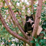 小猪猪热逛汽车