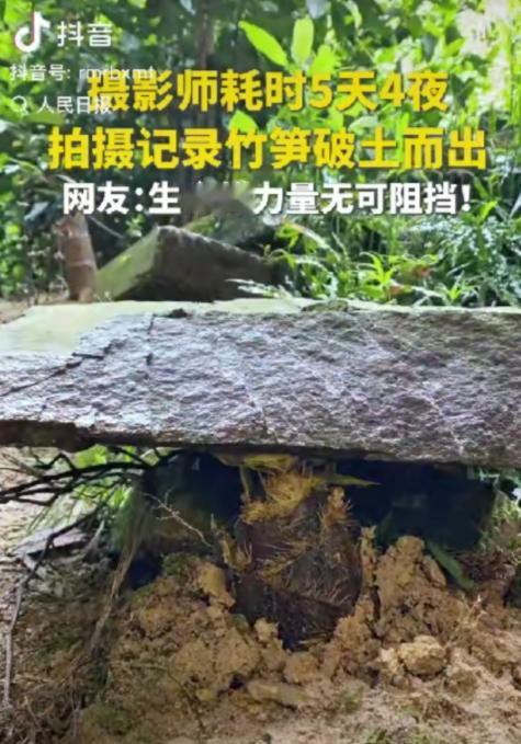 “这竹笋做梦都没想到它上人民日报了！”一摄影师耗时5天4夜拍竹笋，不料，在拍摄时