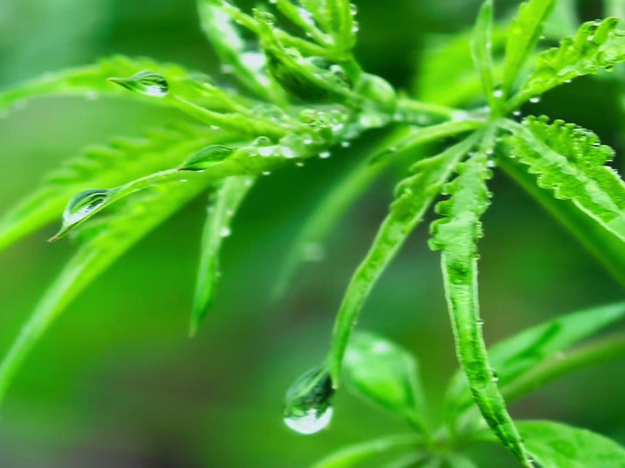 雨珠 我喜欢下雨天拍照片尤其喜欢拍雨珠。