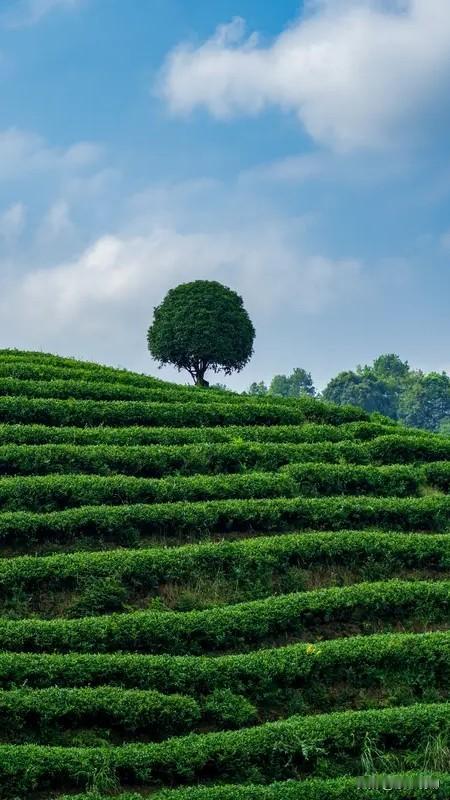 《雨后茶山》之一：
雨后茶山静，悠然云自闲。
风轻摇翠叶，一盏醉春山。
之二：