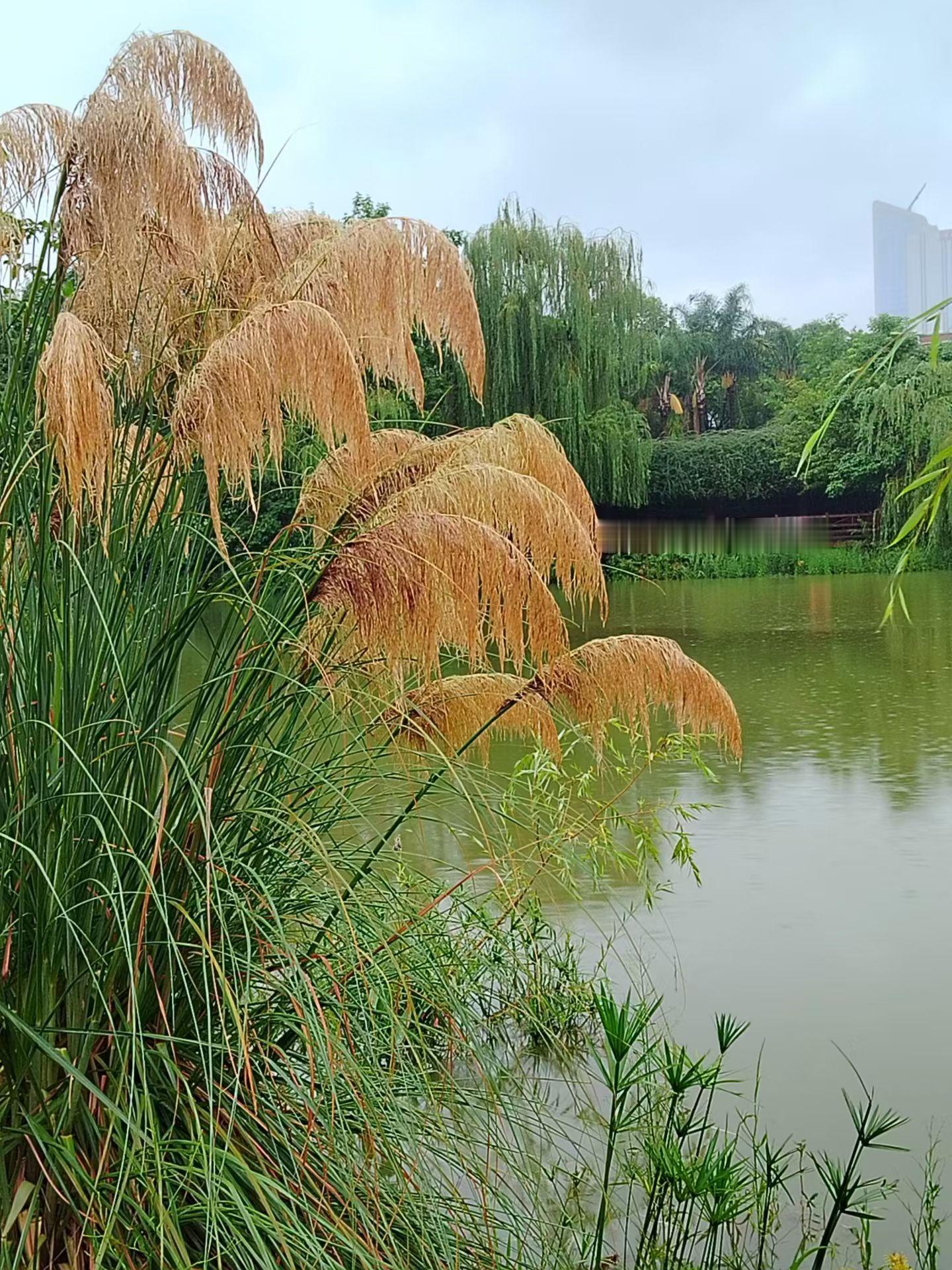 生活手记一场秋雨一场寒，今天微风小雨，有点冷 ​​​