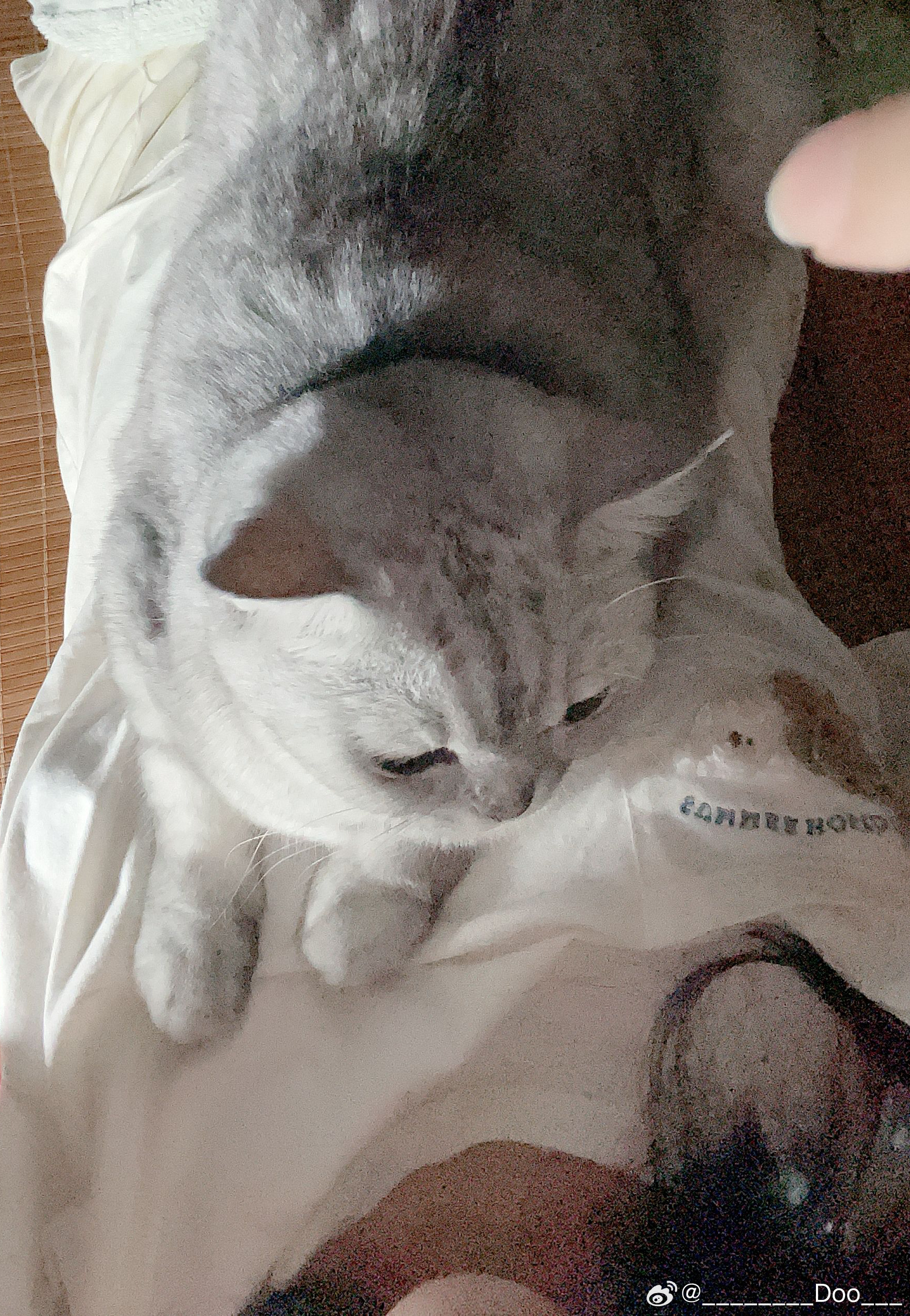 每晚都要压在人胸口的差不多十斤的小猪… 
