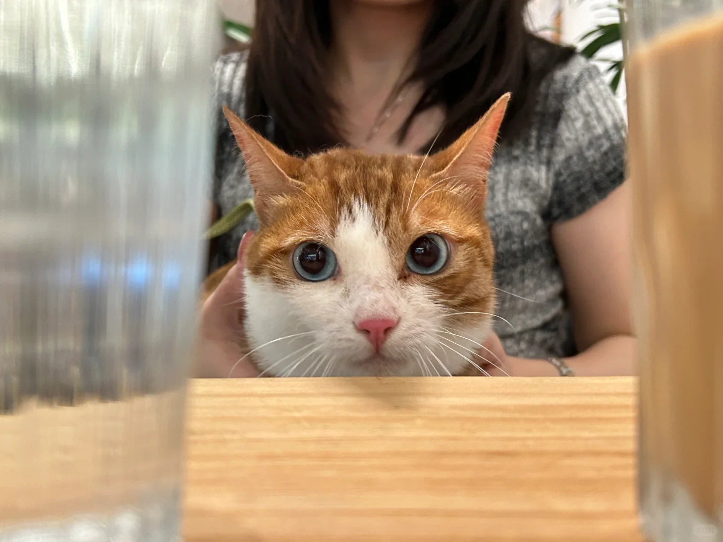 每天都被我的猫可爱到！！！