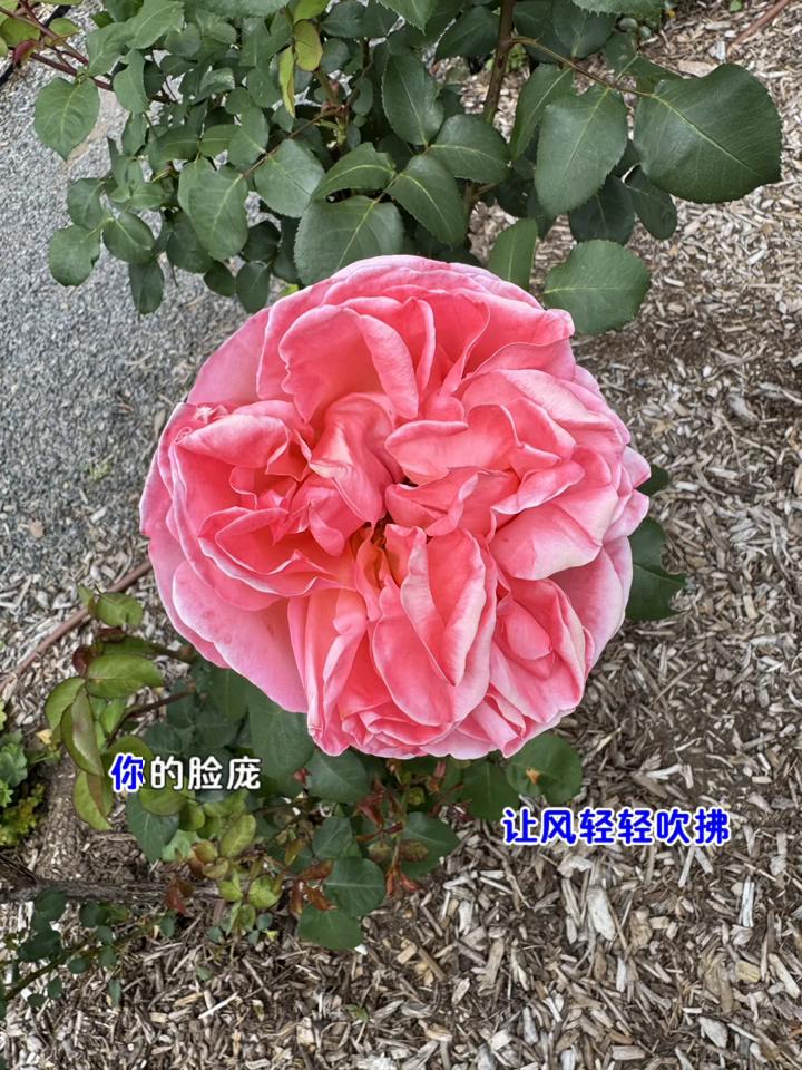 花在开云，在飘笑容，在脸上，我们向前方，一路向阳。亲爱的你在路上，慢慢逛，太阳，
