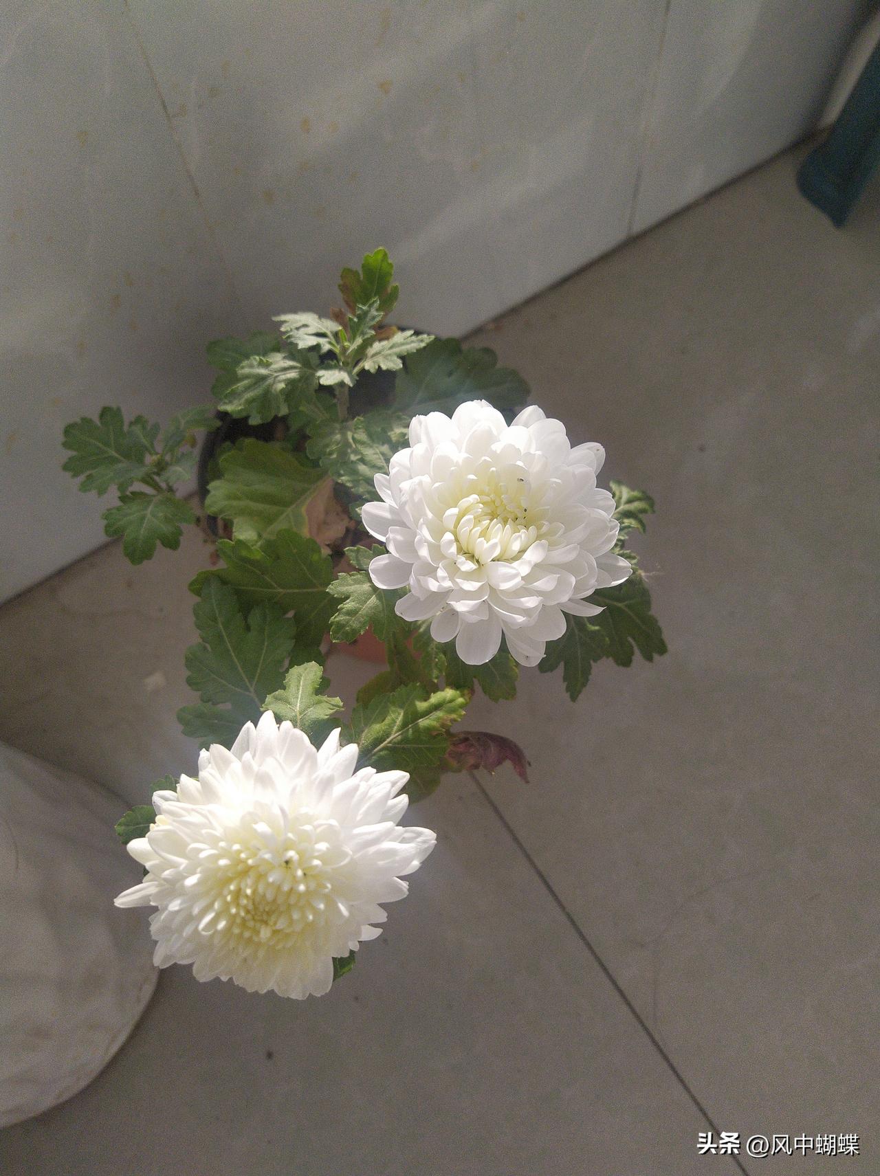 你瞧这菊花！大冷天的，在灰扑扑的地儿边上，冷不丁冒出这么两朵，白白胖胖的，花瓣儿