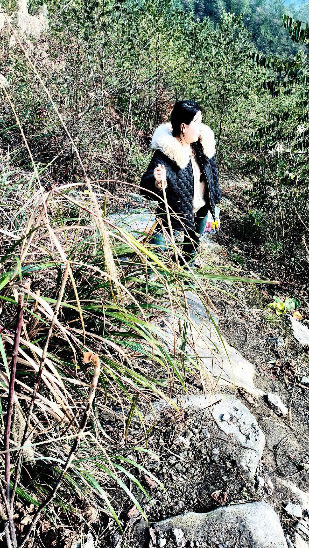 巴南区磨盘山的冬日晴日里，阳光像揉碎的金箔，轻飘飘洒在山间的石板小路上。我握着根