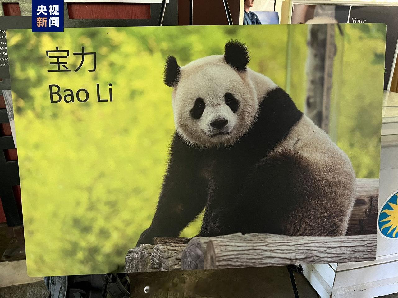 中美防长此次会面，将给美国送上“大熊猫”[允悲]这一对新的大熊猫名叫“宝力”“青