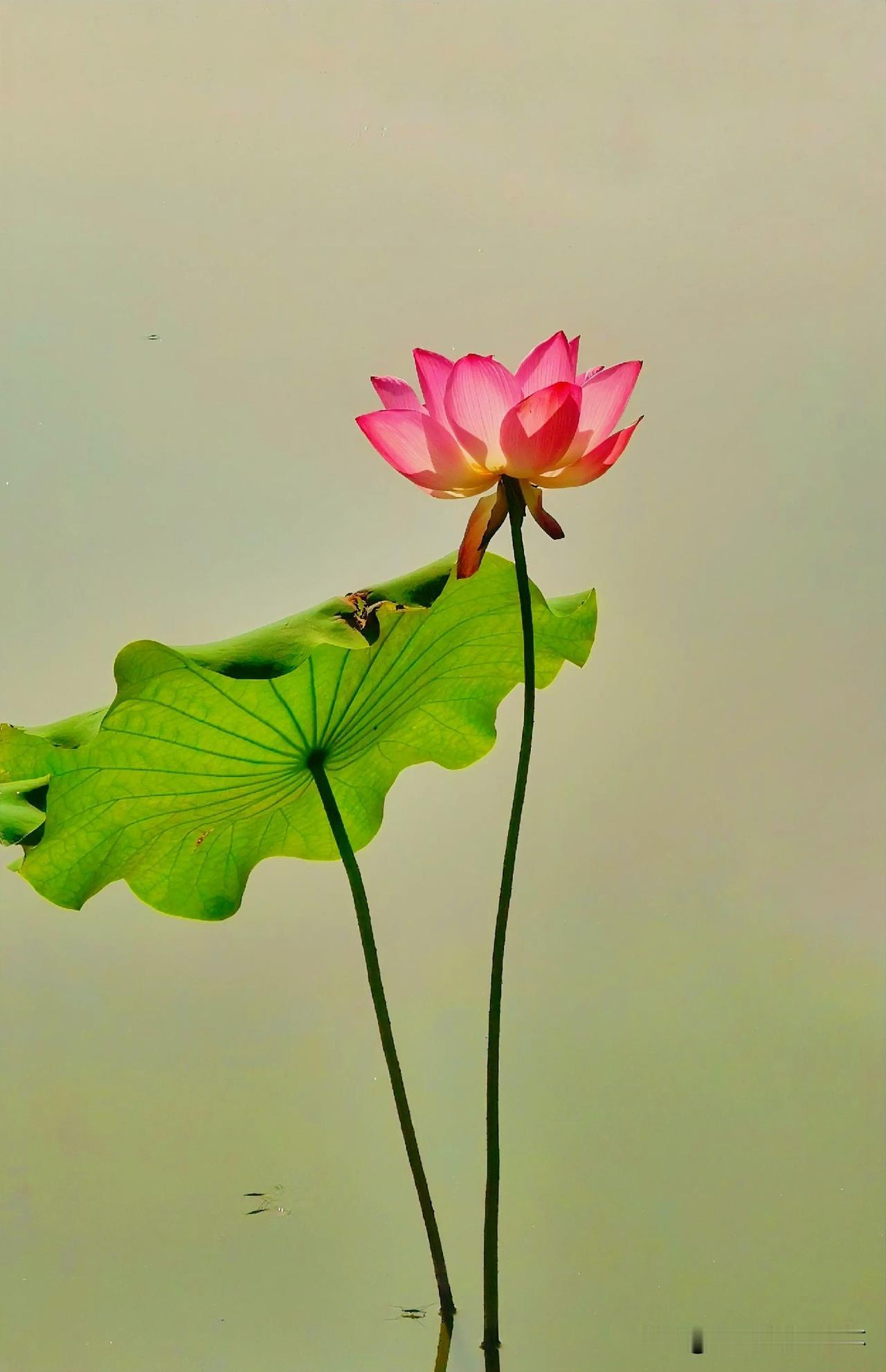 下联：夏日荷风满目清
上联：有请雅士[玫瑰][玫瑰][玫瑰]