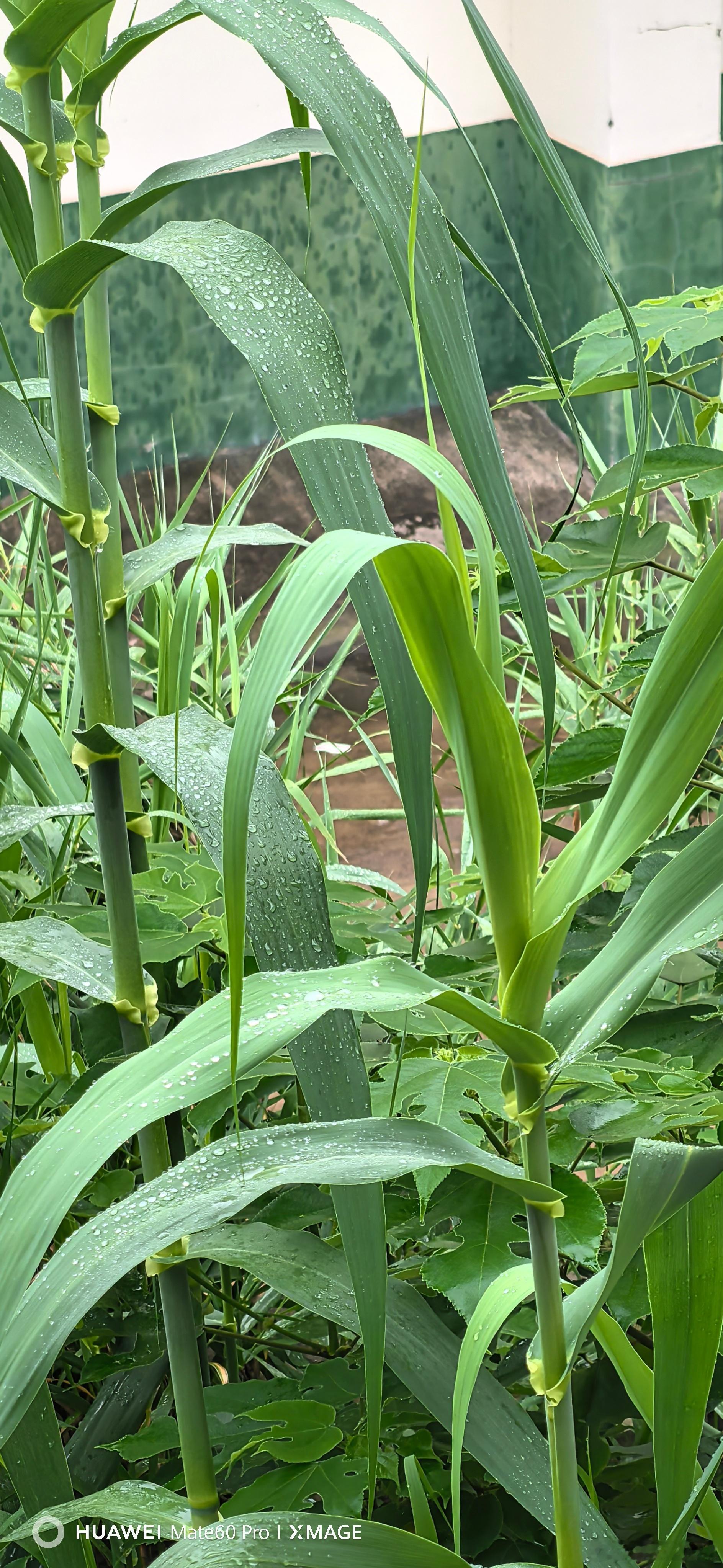 雨后随手拍摄影手机摄影 ​​​