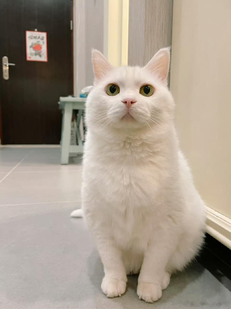 心尖尖，很好吧