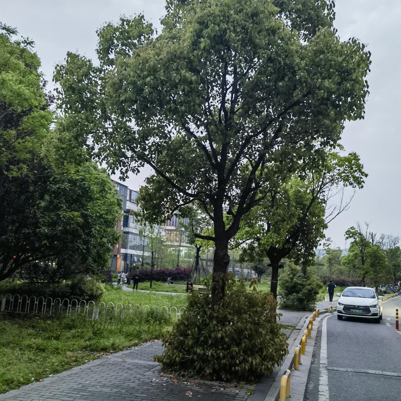 武汉街头惊现樟树树叶集体滑落。。。