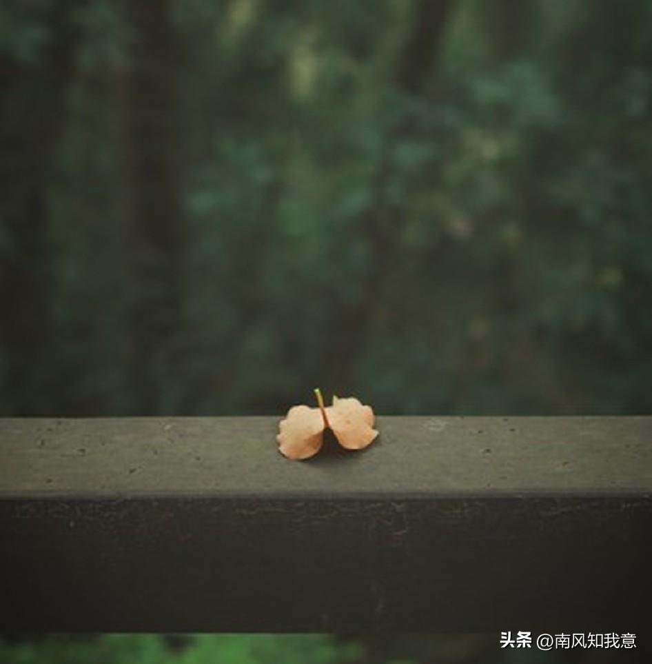 时光渐老，思念成殇
碧纱窗外，我在等风，也在等你
细雨淅淅沥沥，无声飘落
枝叶被