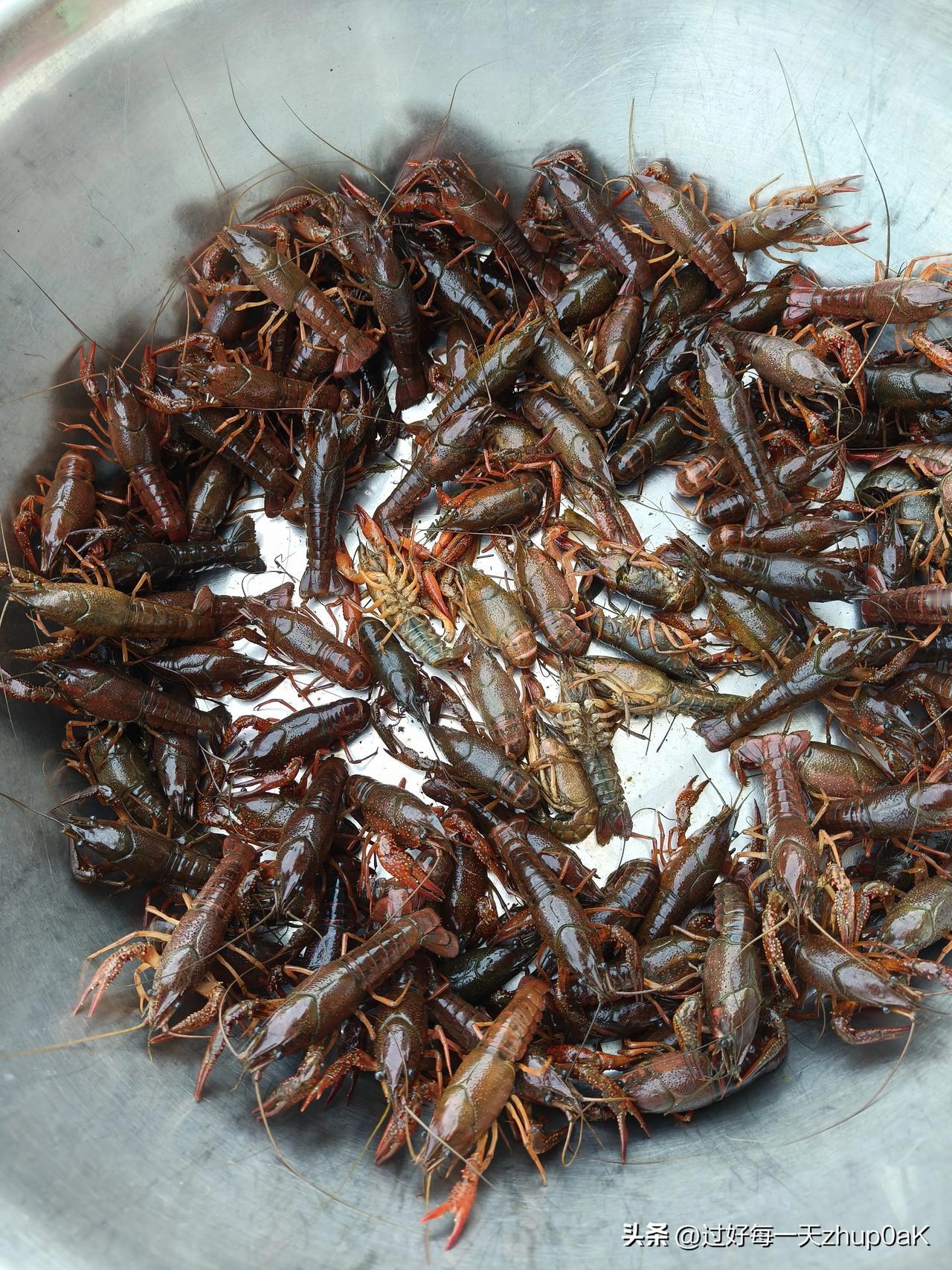 哎，不论它是外来物种还是原有物种，只要是好吃的东西，其结果不是被吃灭绝，就是被吃