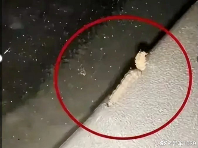 【爱车安全贴士 车上莫名出现小圆洞？像被打孔机钉过，多地街头频现…提醒：爱车别长
