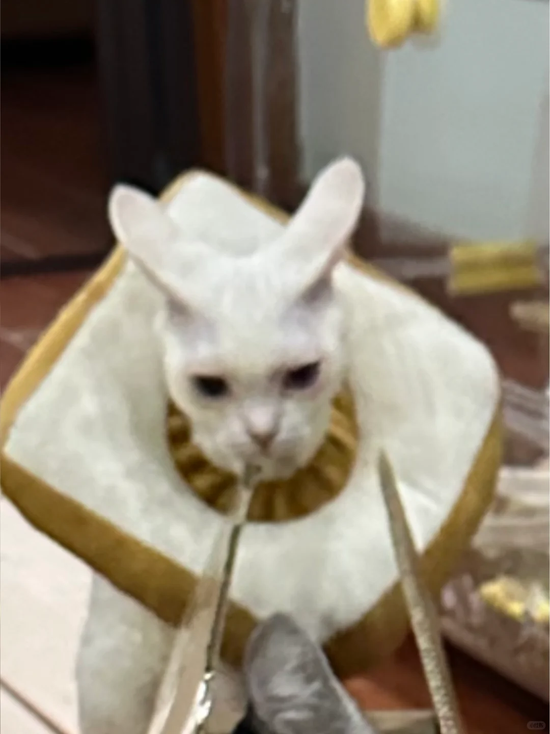 脆皮德文 葡萄膜炎中招