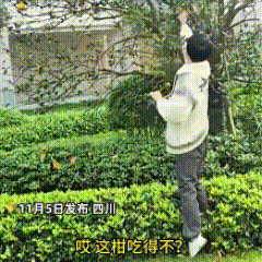 “这下不犟了！” 四川，28岁小伙逛公园，发现树上结满果子，一下子嘴馋了，无视“