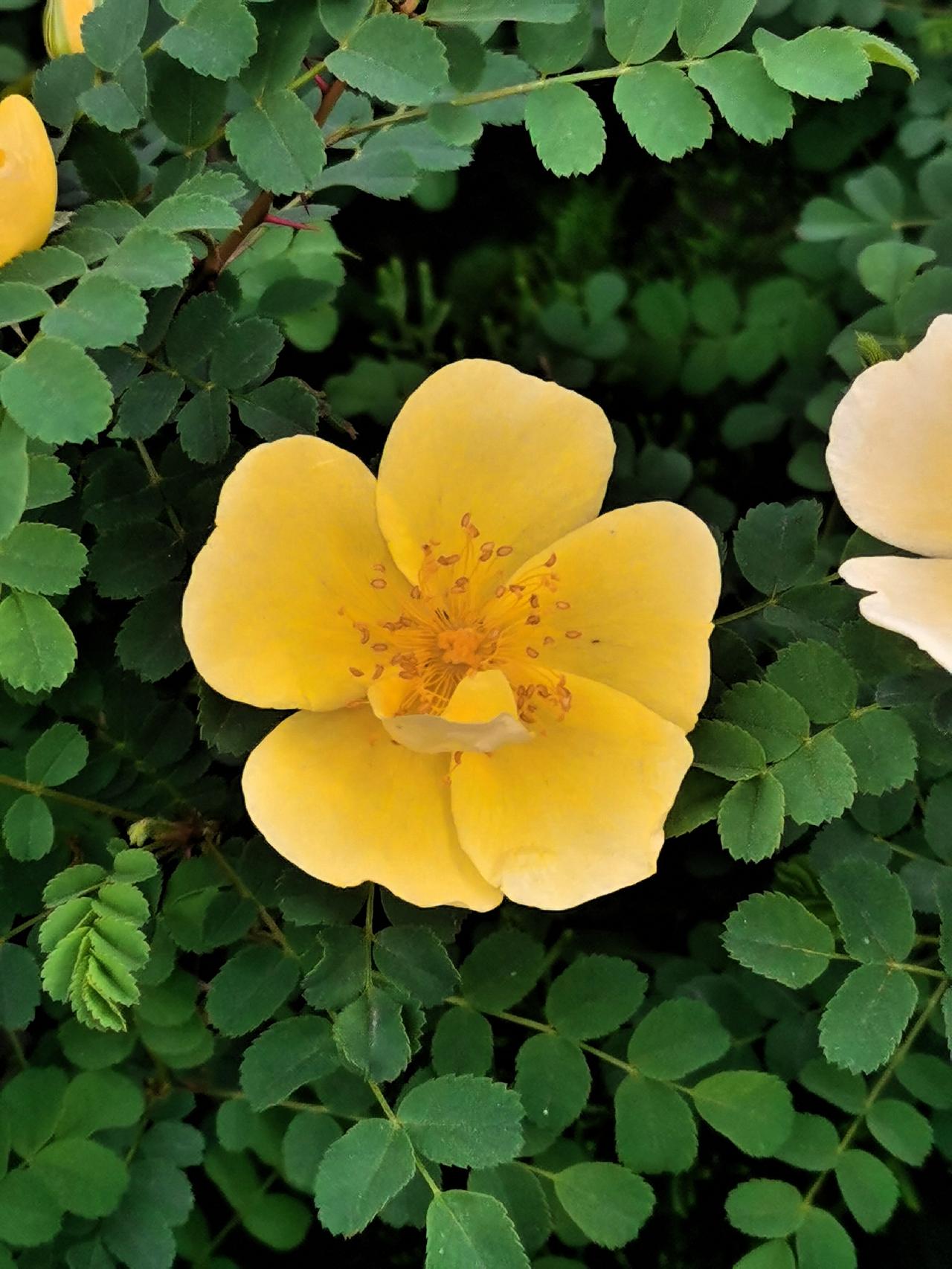 这是一陌生人给我传授用“小太阳”功能拍的图片。