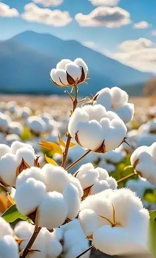 棉花大丰收，衣服却没棉？

逛遍商场全是化纤，钱花哪了？

咱都知道中国棉花产量