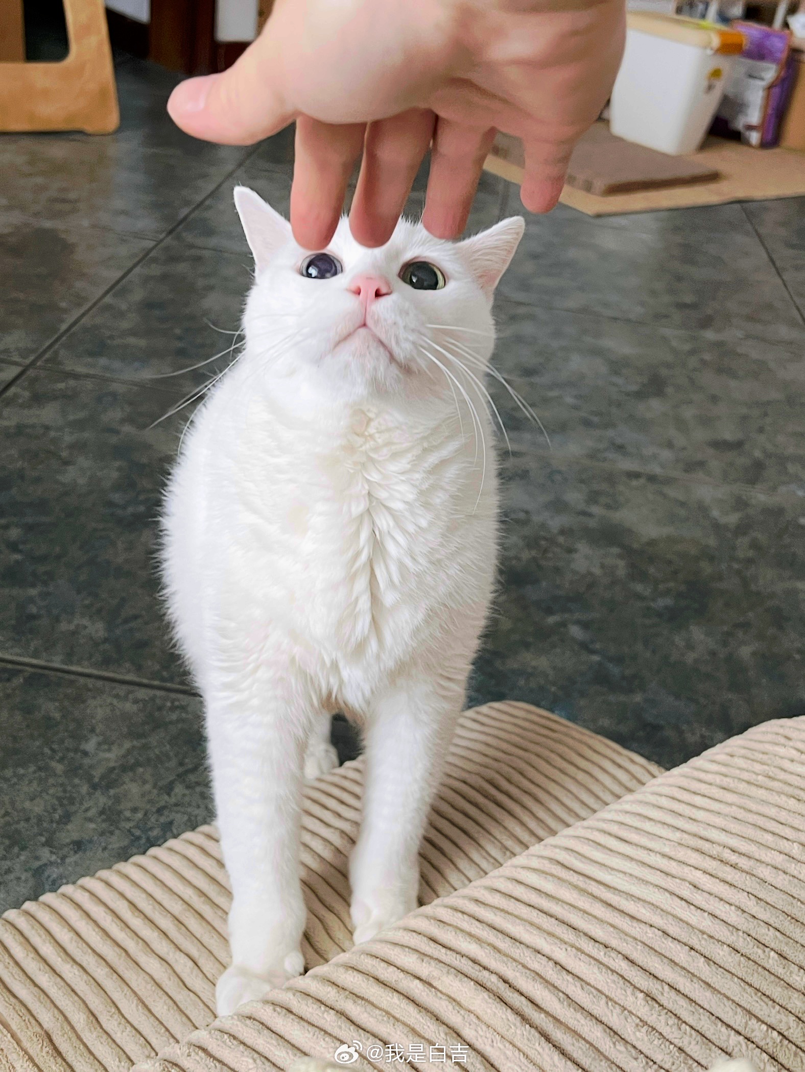 今天依然帥氣如奶昔的老寶😻 ​​​