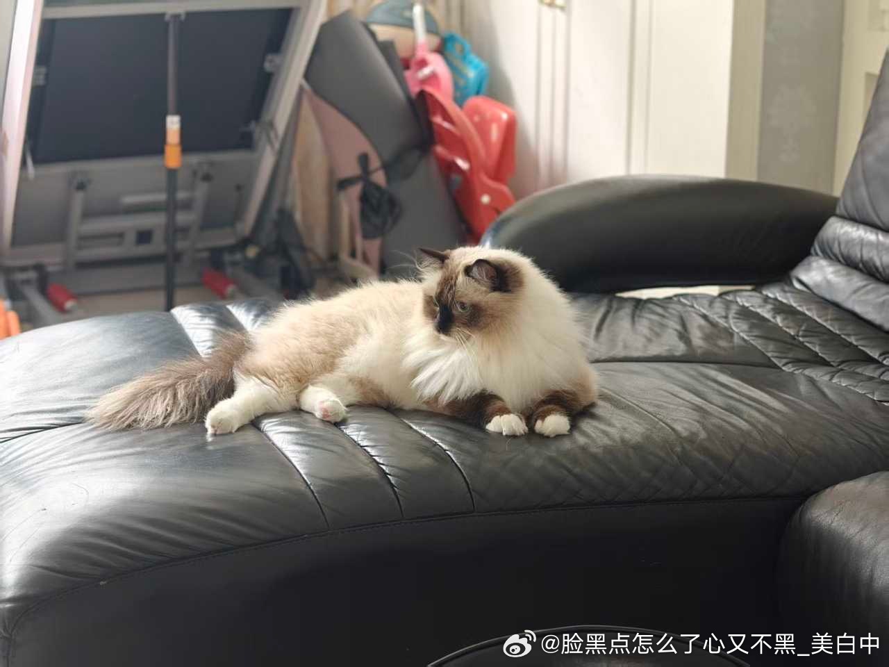 4179只黑脸黑脸小咪智商低 ​​​