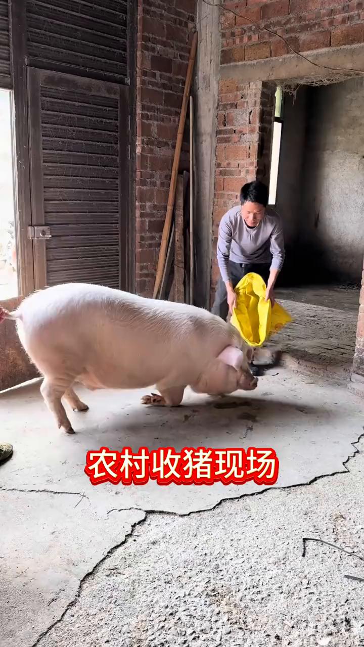 农村收猪现场。