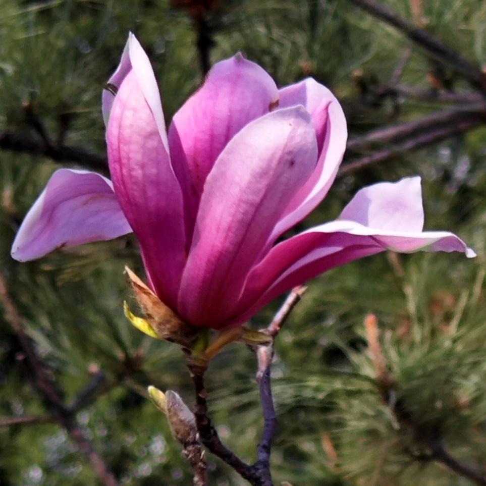 紫色玉兰（摄于天通苑）