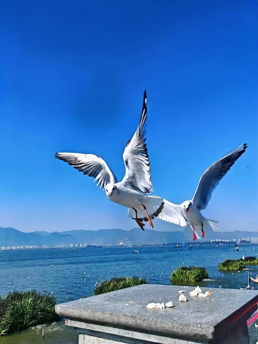 海鸥翱翔，碧海蓝天，自由飞翔的美好瞬间。🕊🌊☁☀🍅📸
翩翩起舞海鸥[烟花