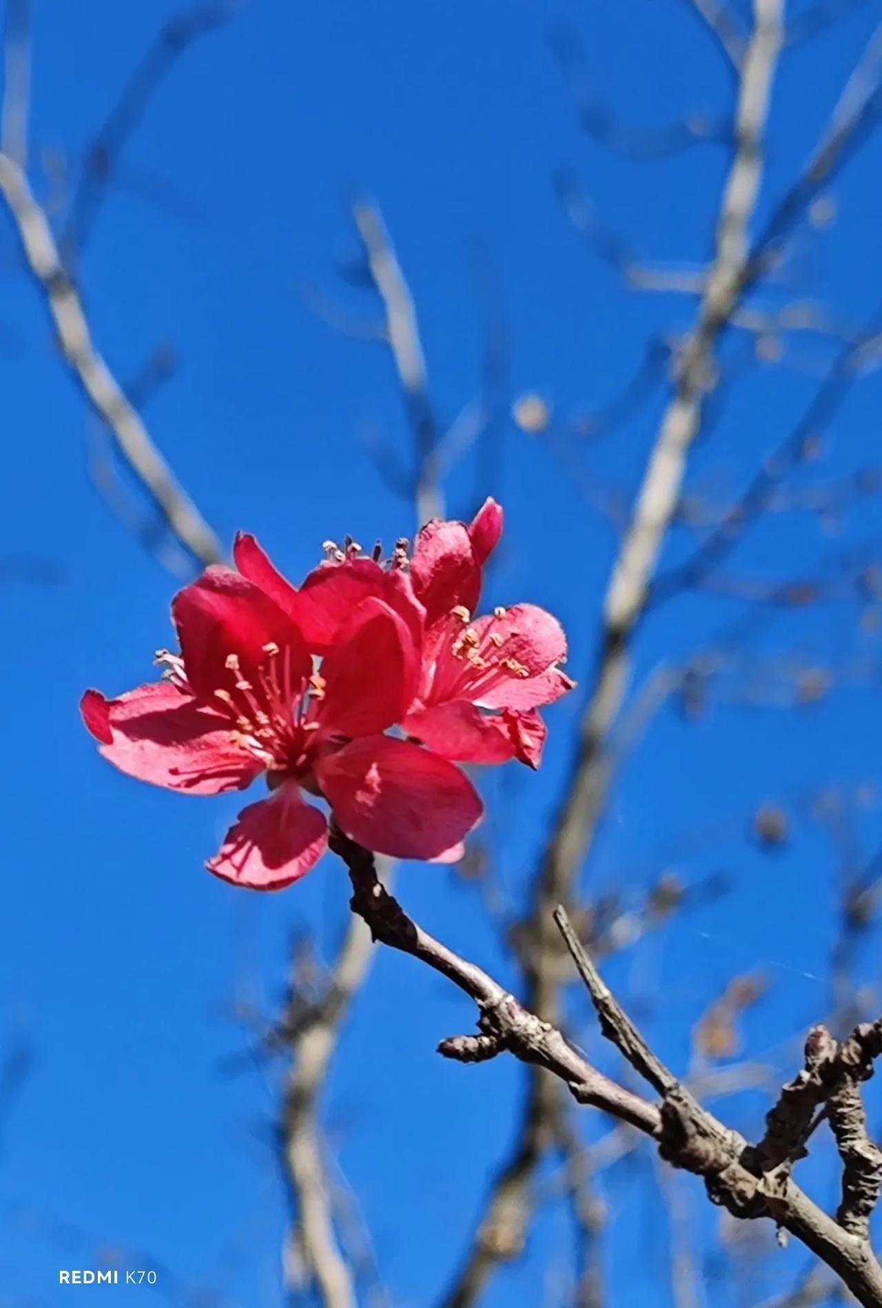 初冬，盛开在奥林匹克森林公园里的碧桃花。