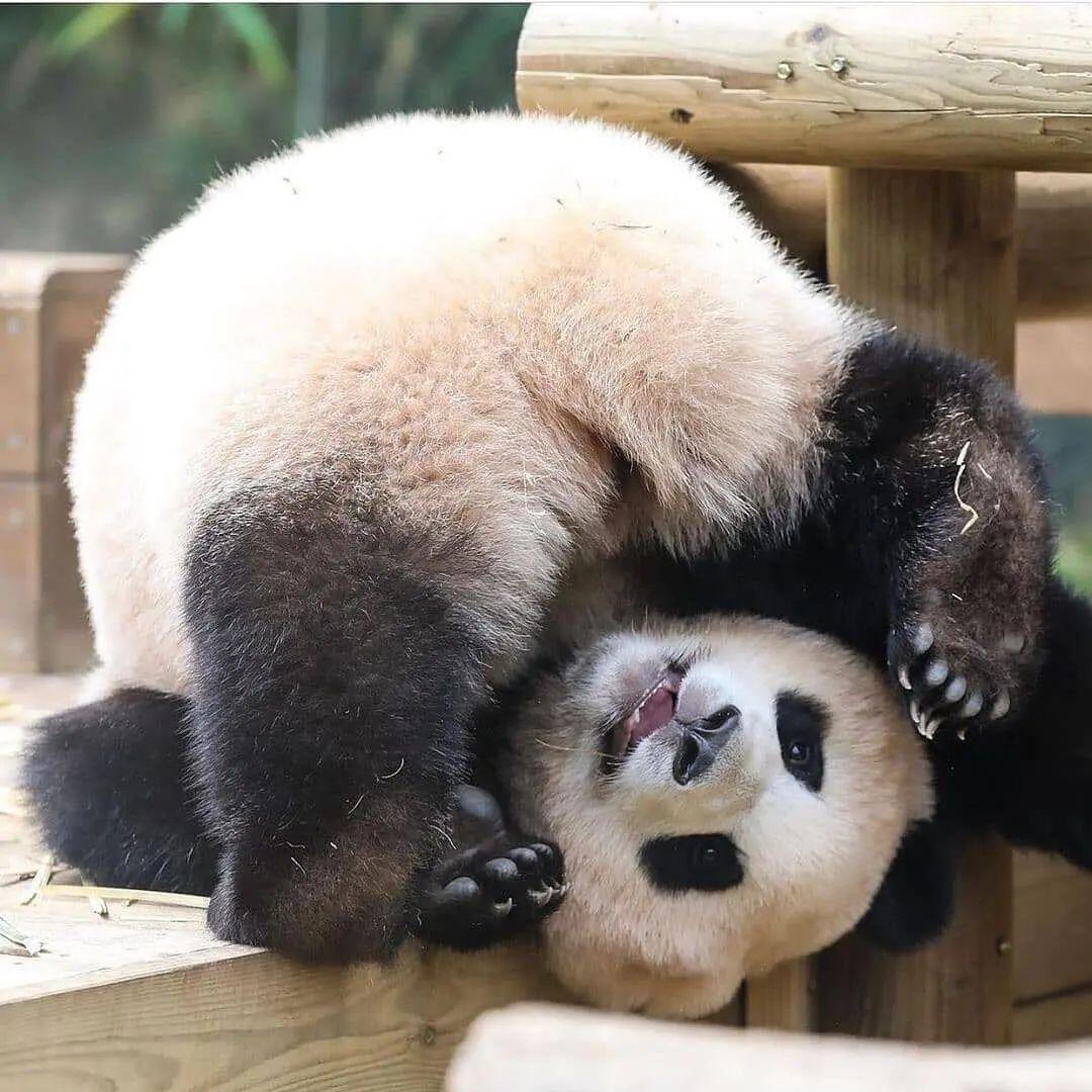 🐼熊猫🐼你最最最最喜欢的是哪只可爱的大熊猫宝宝呢？ 