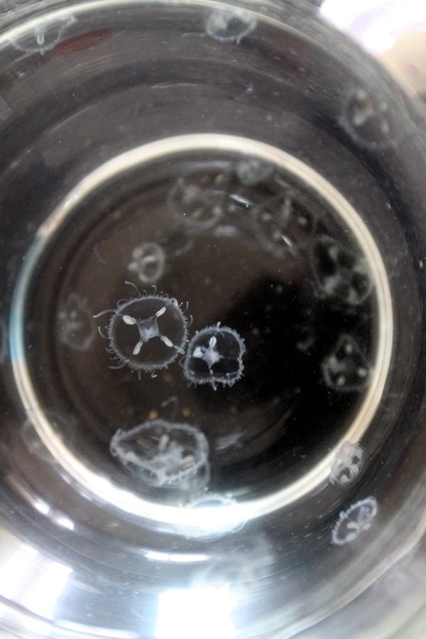 芜湖安师大的水中惊现一种罕见生物，被称为“水中大熊猫”。

大家都知道熊猫是我们