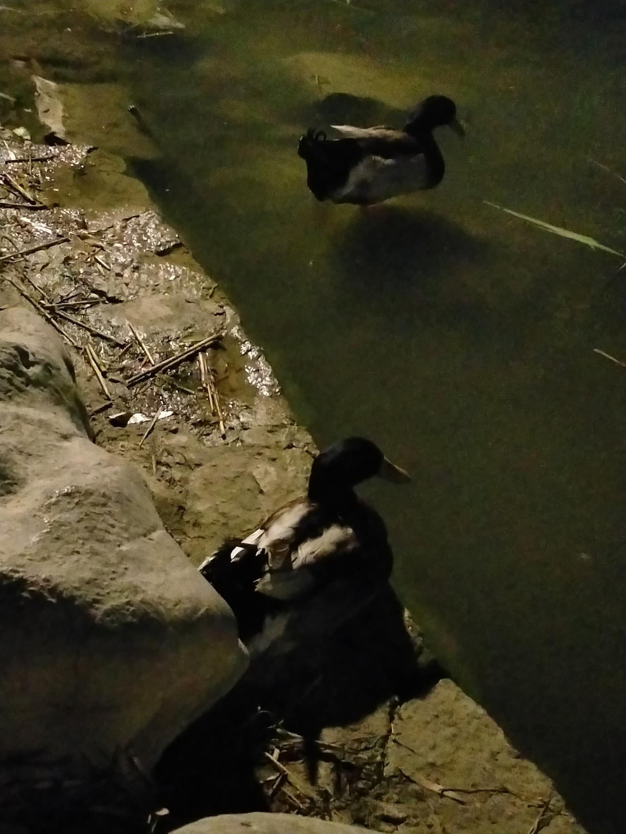 夜晚散步，自怡园随手拍。