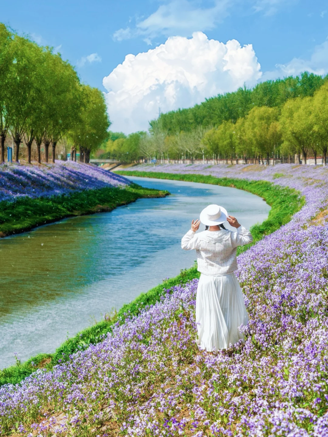 北小河边偶遇二月兰❗这里的二月兰夯爆了