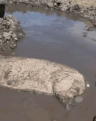如果不是鼻孔前吹动的波纹没有人相信它是一头活猪，猪只要吃饱了，它可以睡个天昏地暗