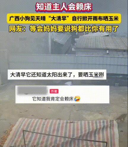 “狗狗成精了！”，广西，早晨七点半，主人还在被窝里赖床，家里的毛孩子看着天气放晴
