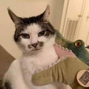 成熟的猫 ​​​