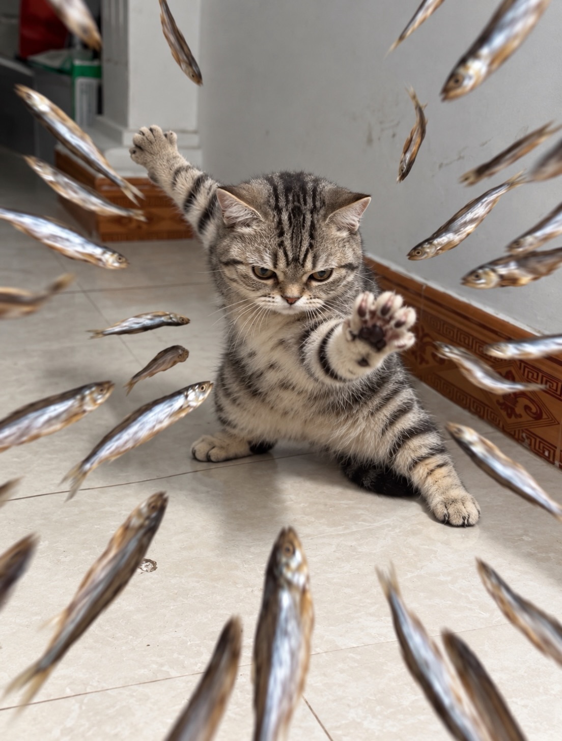 一身功夫的小猫[憧憬] ​​​