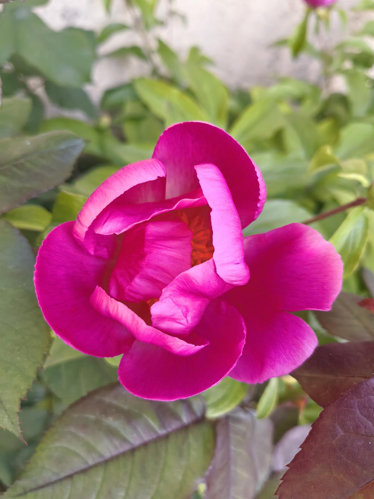 蒋勋说：我一直觉得修行是与自己过去生命的对抗。从繁华到幻灭是一种修行，从幻灭到繁