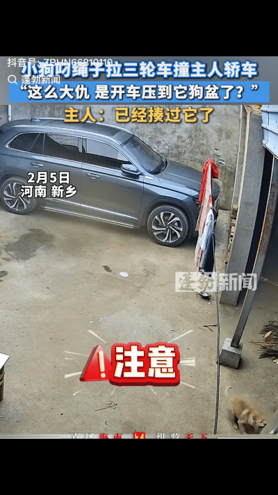 “挨打都是有原因的！”云南，一男子的狗狗调皮，早上就揍了它一顿，不料，狗狗不但没