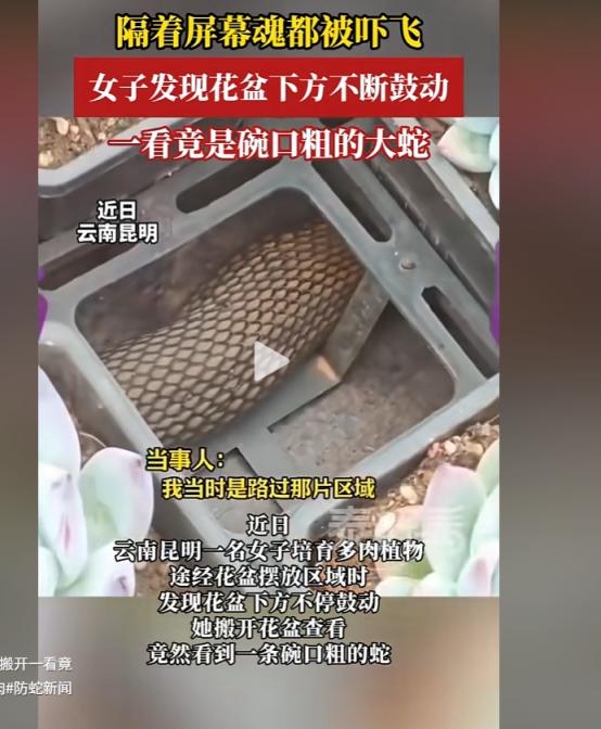 魂都吓飞了！云南昆明，一女子在自家阳台打理培育已久的多肉植物时，一觉察到花盆底下