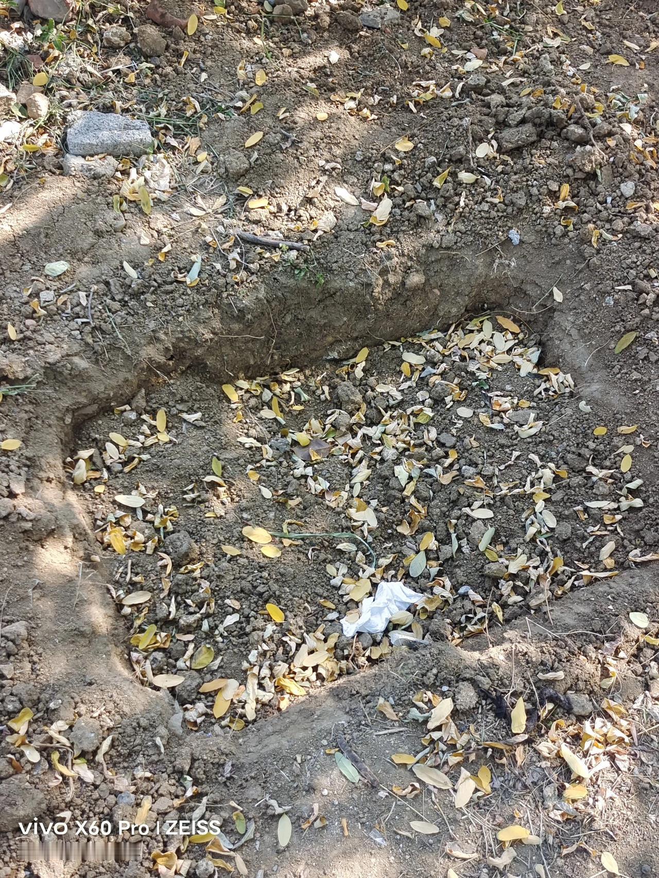 今天山亭老家的亲戚给我送了好多芋头，你还别佛，老家的东西吃的就是香，还有龙阳的老