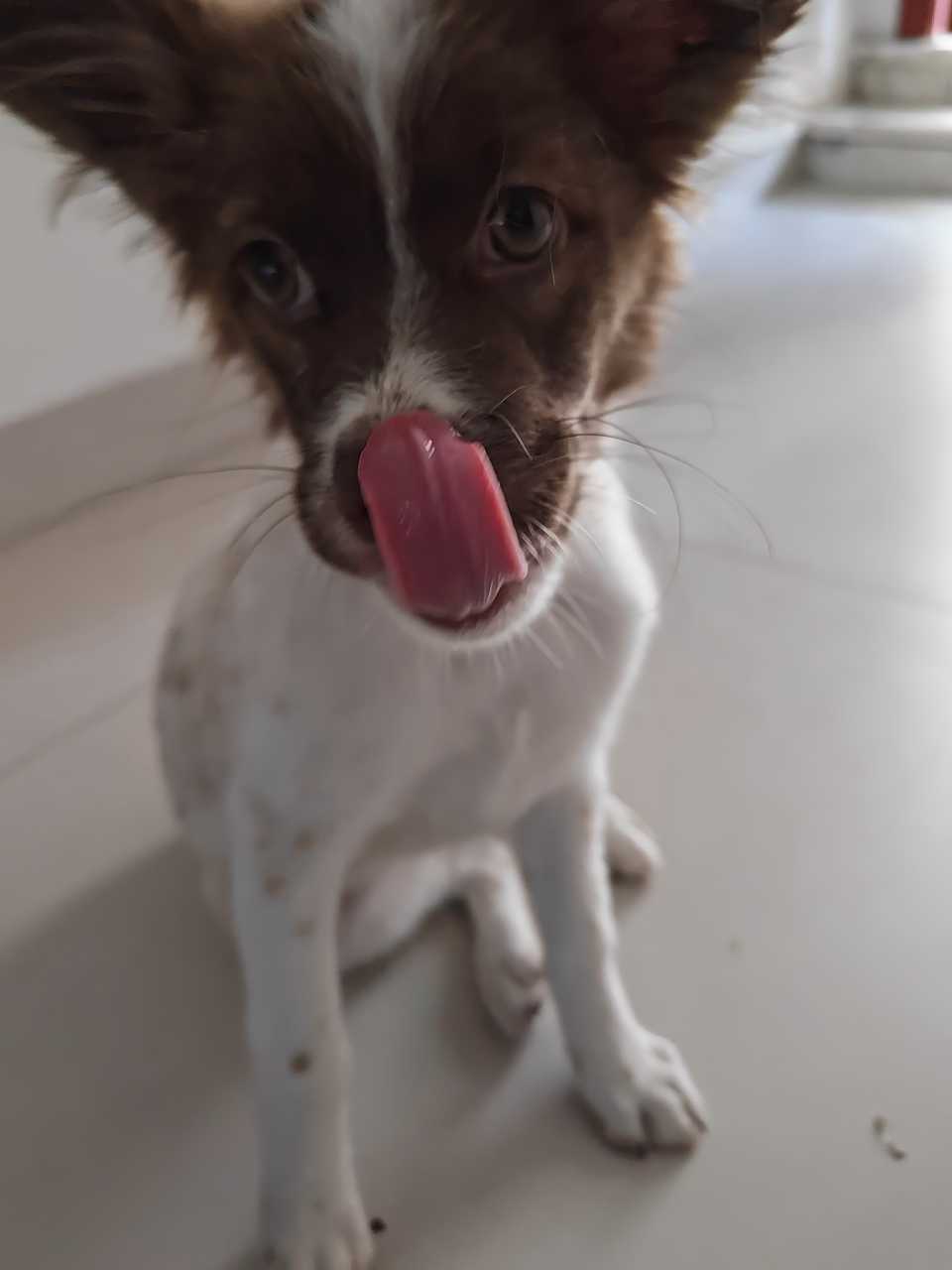 心灵丑），把酸菜坛沿边上的水全喝光了 