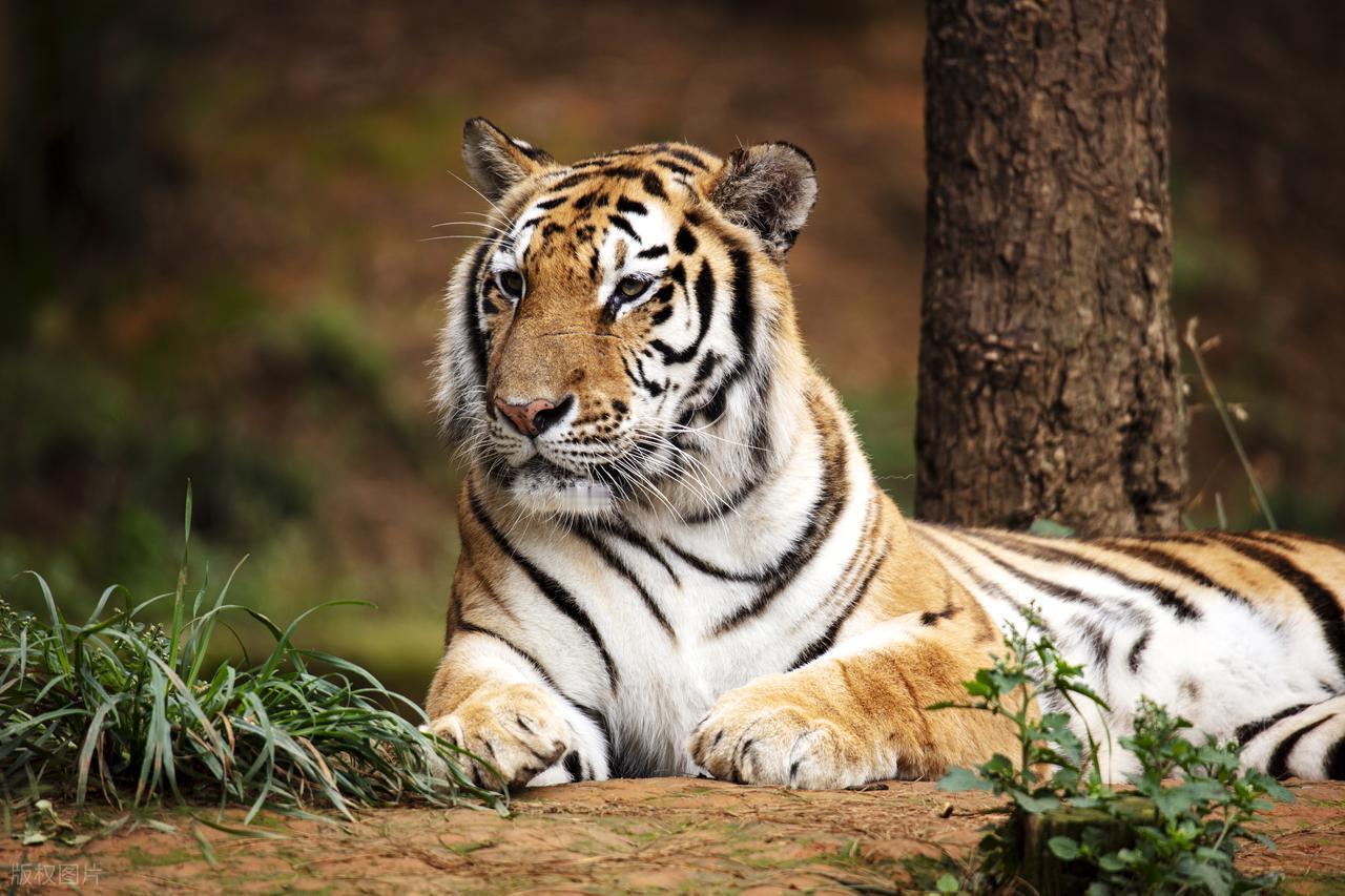 明朝传奇故事
明朝时有个叫刘瀚的人，是个好吃鬼，每顿是无肉不欢。
一个晚上他得了