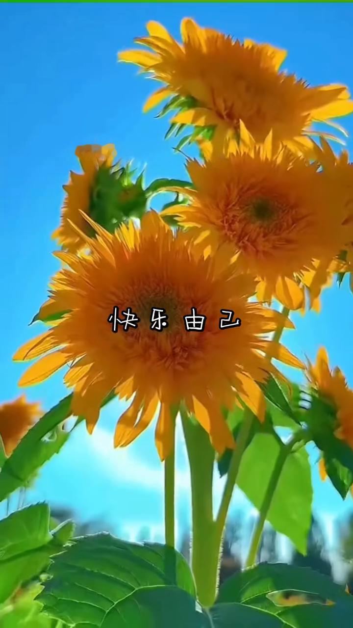 快乐由己。