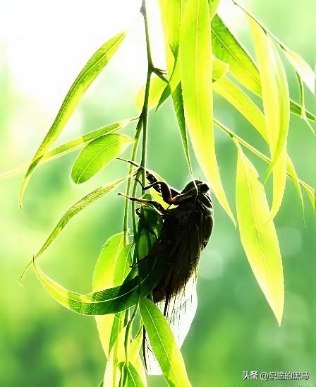 《清平乐·暑夏纳凉》

文/范圣嘉
 
骄阳蒸腾，暑气热相连。
陌上行人寻荫凉，