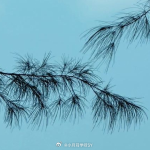 早安心语 春意渐浓，万物蓄势。你的梦想也该抽新芽、展新枝了。别怕前路漫漫，真正的